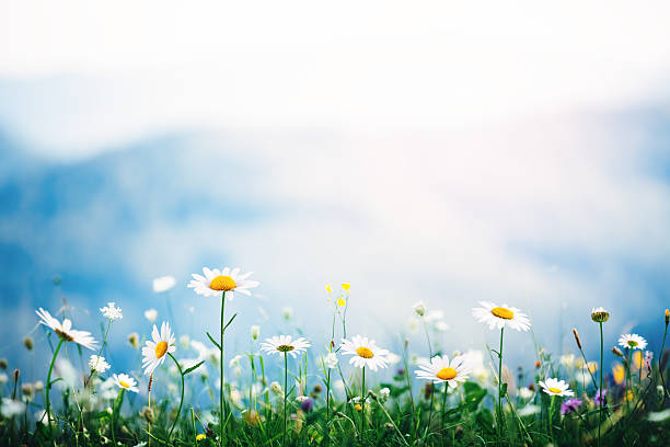 prairie alpine - field daisy vibrant color bright photos et images de collection