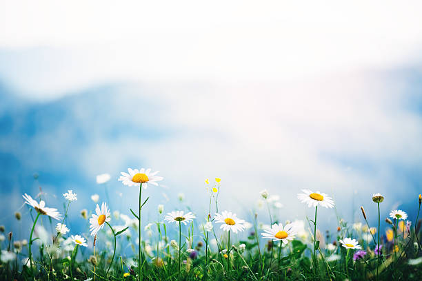 Alpine Meadow Spring meadow with golden daisies. Copy space. blue hills stock pictures, royalty-free photos & images