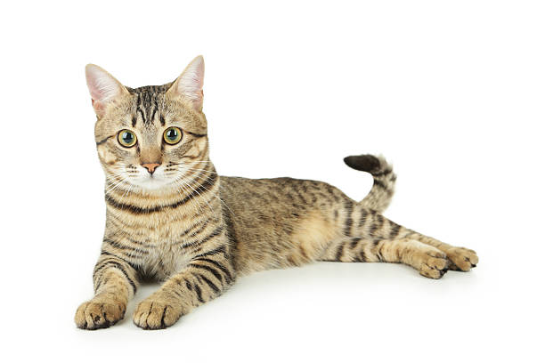 istock Beautiful cat isolated on white background 534508755