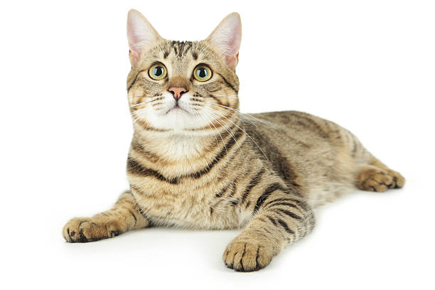 istock Beautiful cat isolated on white background 534508769