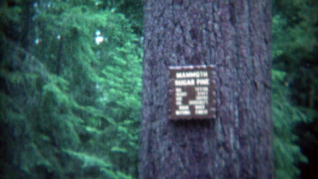 1969: Mammoth sugar pine view by tourists on family vacation.