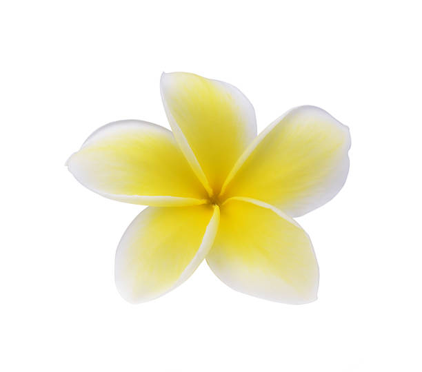 istock Frangipani flower isolated on white 534532197