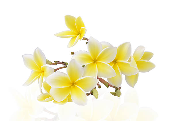istock Frangipani flower isolated on white 534532479