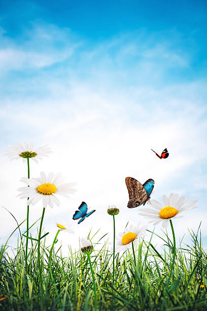 istock Meadow With Golden Daisies and Butterflies 534532615