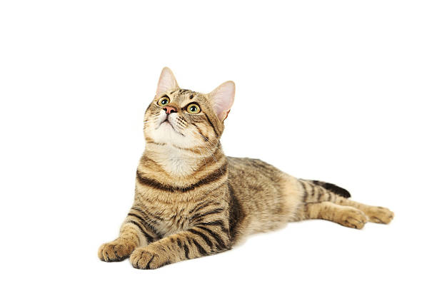 istock Beautiful cat isolated on white background 534534101
