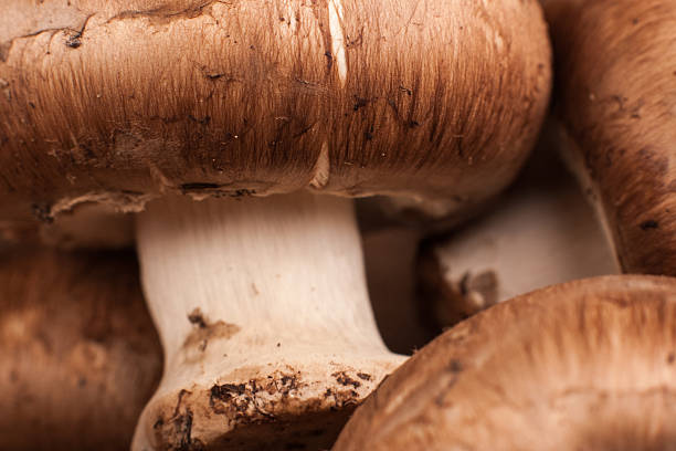 istock Macro Portabello Mushrooms 534534319