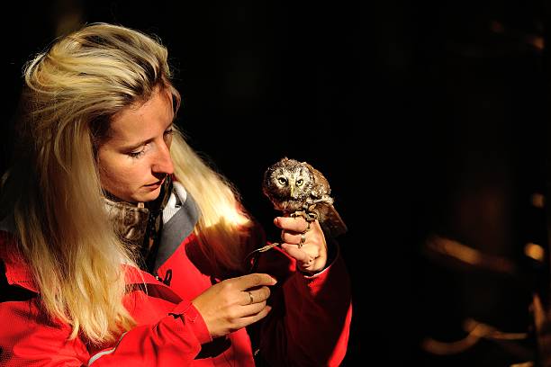 istock Blond falconry lady with Boreal Owl 534534373