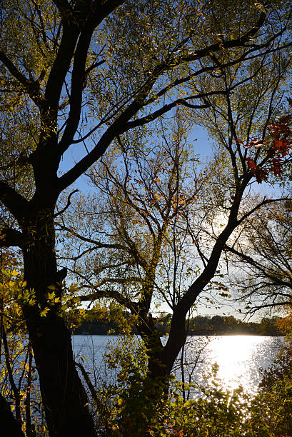 istock Silhoutte of a Tree Along the Mississippi River 534534483