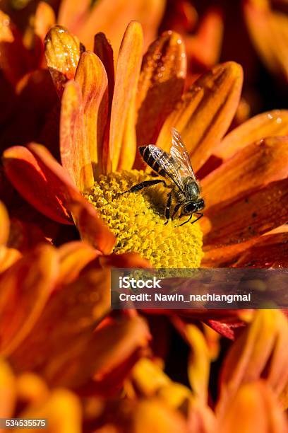 Little Bee On Flower Stock Photo - Download Image Now - 2015, Bee, Botany