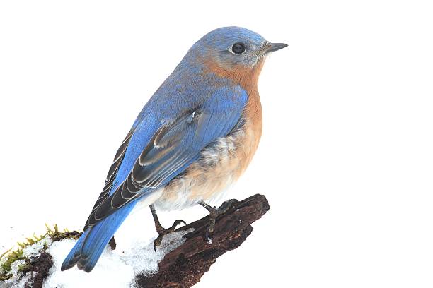 istock Male Eastern Bluebird in Snow 534535629