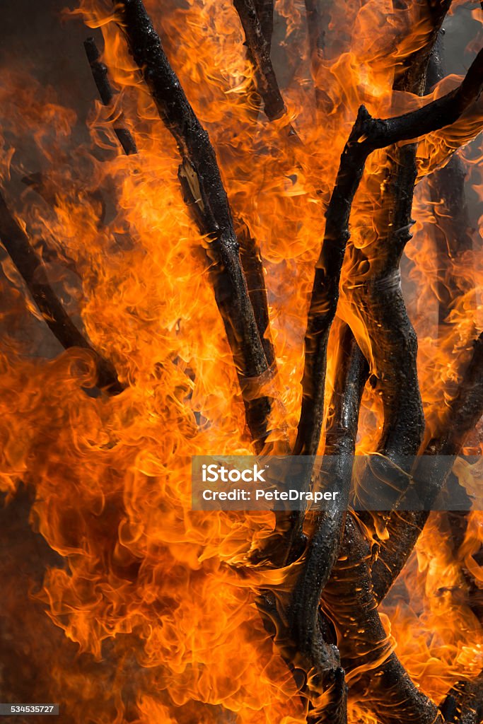 Forest Fire Tree damaged in forest fire 2015 Stock Photo