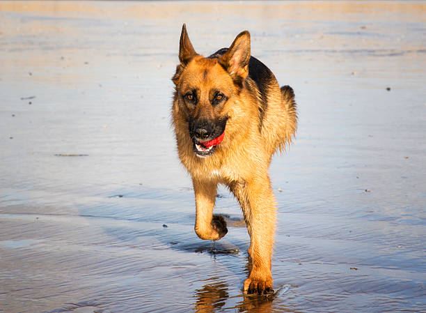 istock sandy beach with dog running in sea 534535947