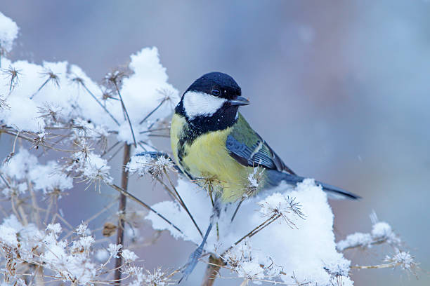 Great tit in wintertime stock photo