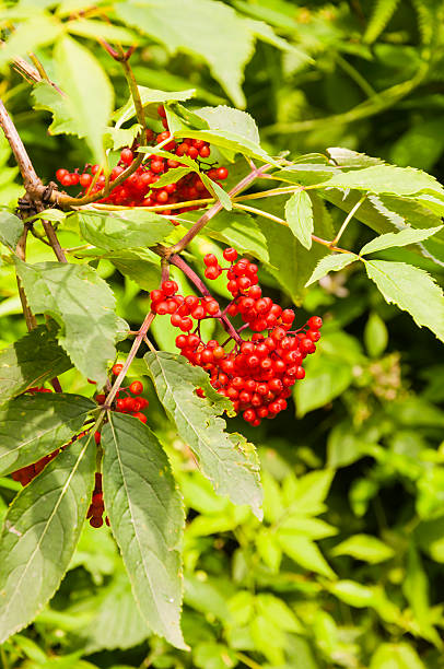 Red Elderberry (Sambucus racemosa L.) Red Elderberry (Sambucus racemosa L.) sambucus racemosa stock pictures, royalty-free photos & images