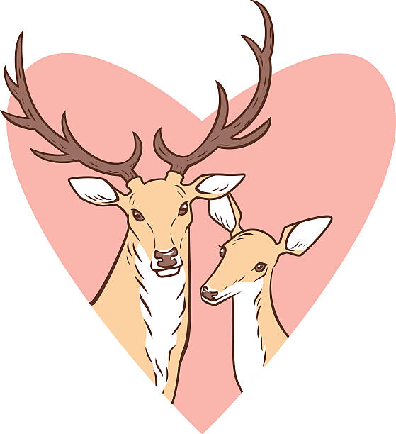 Deer and doe. Valentine Drawing of a deer and doe in a heart frame valentinstag stock illustrations