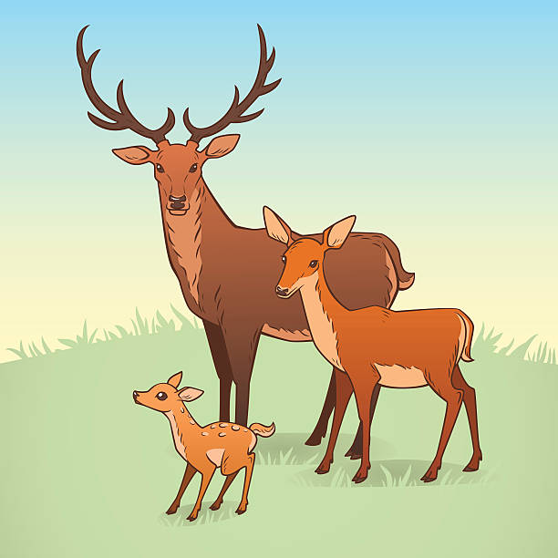 Deer family Vector illustration featuring a deer, a doe and a fawn. love roe deer stock illustrations