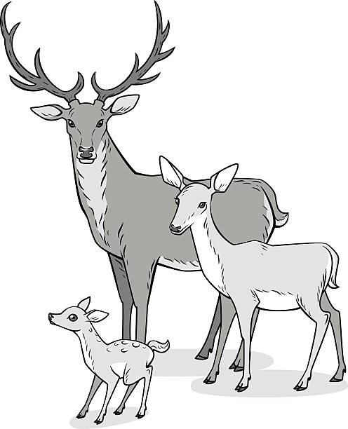 Deer family Drawing of a deer, a doe and fawn. Vector illustration love roe deer stock illustrations