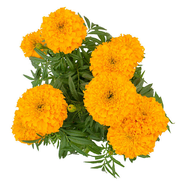 Marigold isolated on white background Marigold isolated on white background yellow marigold stock pictures, royalty-free photos & images