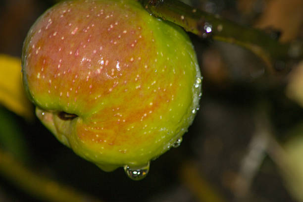 istock the Apple on the branch 534542497