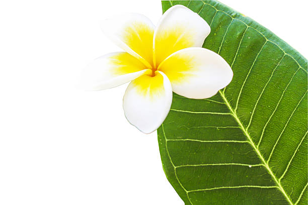 istock Michelia champaca  isolated on white with clipping path 534543363