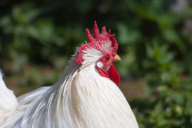 Gallus gallus domestikus goes prance around the garden, I inspect their possessions.