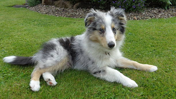 Blue Merle Shetland Sheepdog puppy 12 week old male Sheltie in the garden sheltie blue merle stock pictures, royalty-free photos & images