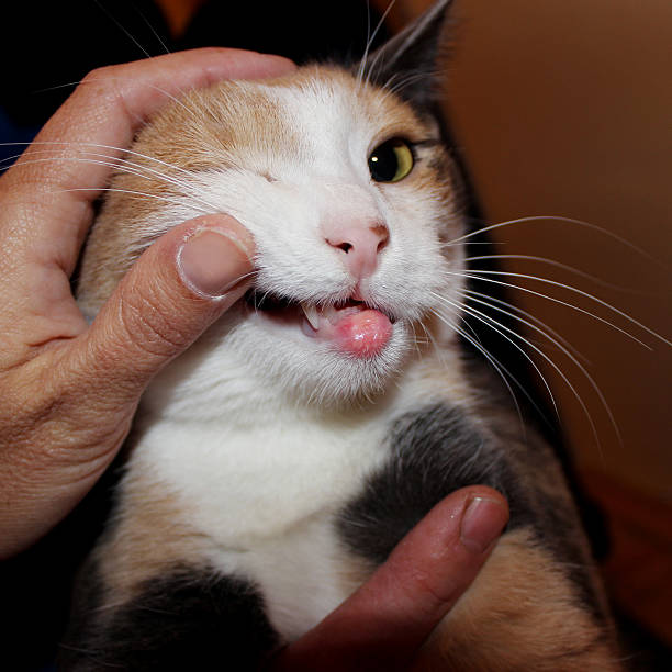 istock eosinophilic granuloma in cats with allergies 534545532