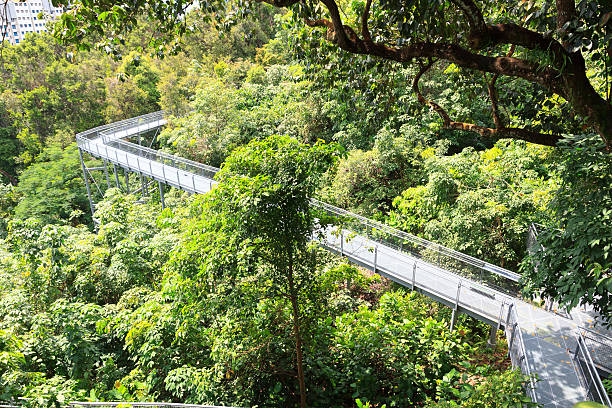 istock Forest Walk of Telok Blangah Hill Park rainforest, Singapore 534546310