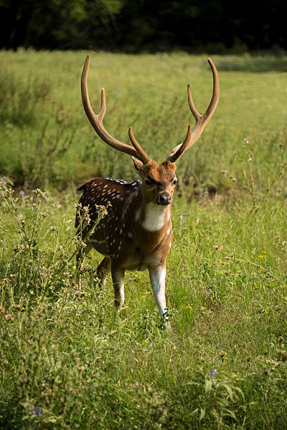 istock Spotted Axis buck deer with large antlers 534546578