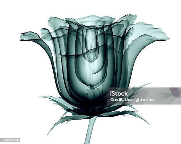 Xray Image Of A Flower Isolated On White The Rose Stock Photo - Download Image Now