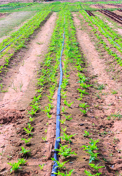 istock salad vegetable growing on plantation : Green Cos vegetable 534548372