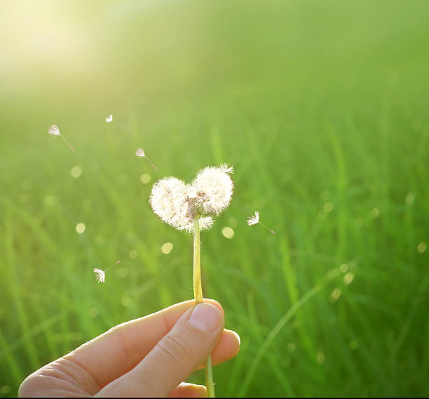 istock dandelion in shape of a heart 534548642