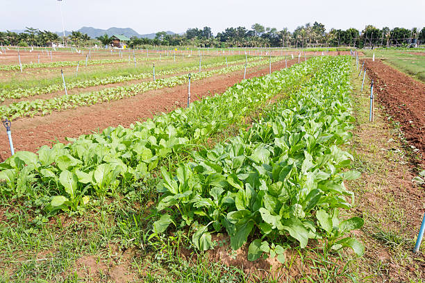 istock salad vegetable growing on plantation : Green Cos vegetable 534549220