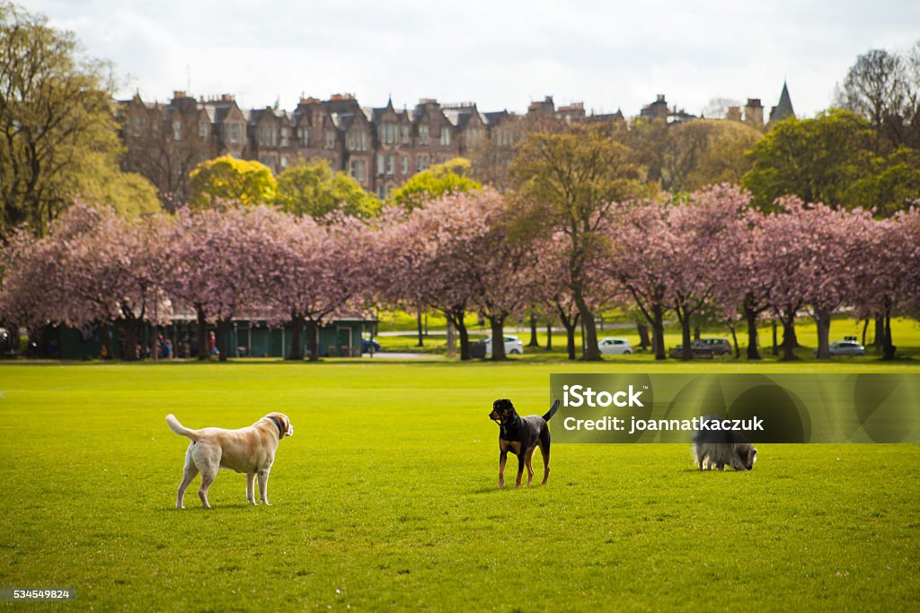Edinburgh spring dogs walk -  pink cherry blossom, Meadows Park Edinburgh spring dogs walk -  pink cherry blossom in the Meadows Park Alley Stock Photo