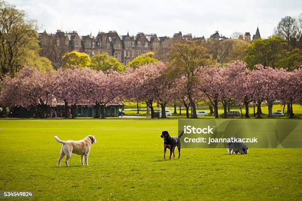 Edinburgh Spring Dogs Walk Pink Cherry Blossom Meadows Park Stock Photo - Download Image Now