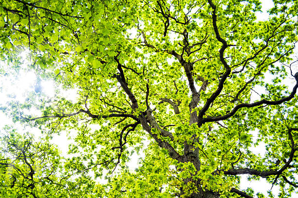 A big tree in summer with new leaves - looking up