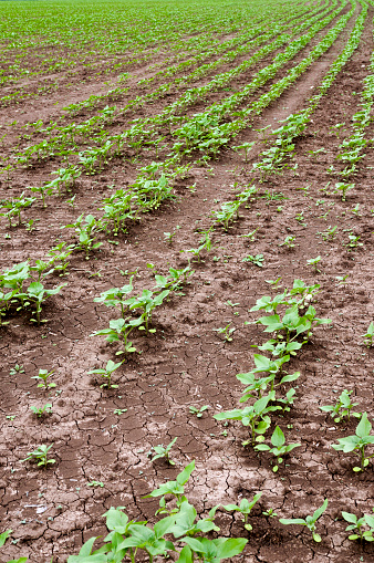 agriculture, cornfields, crops, cultivated, earth, farm, farming, infield, land, arable, craced, rows, countryside, horizon, plant, plantations, agronomy, soil, ground, field, meadow, lawn, village,