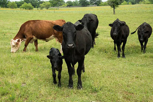 Photo of Black Angus cow and calf in herd