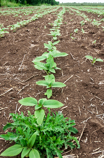 agriculture, cornfields, crops, cultivated, earth, farm, farming, infield, land, arable, craced, rows, countryside, horizon, plant, plantations, agronomy, soil, ground, field, meadow, lawn, village,