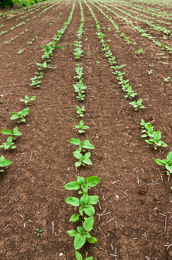 agriculture, farming, rows, vertical