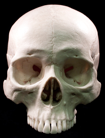 Human skull studio shot with a black background.