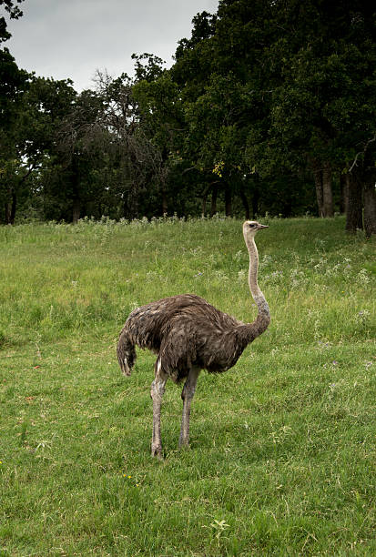 istock Ostrich is a tall flightless bird from Africa 534560290