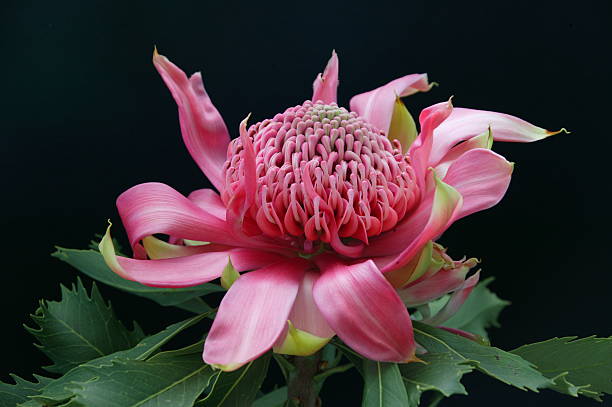 Australian Pink Waratah Pink Australian waratah flower on black background  telopea stock pictures, royalty-free photos & images