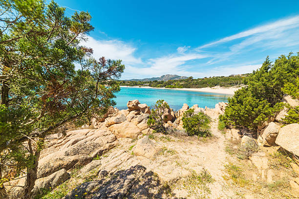 istock plants and rocks in La Celvia beach 534563284