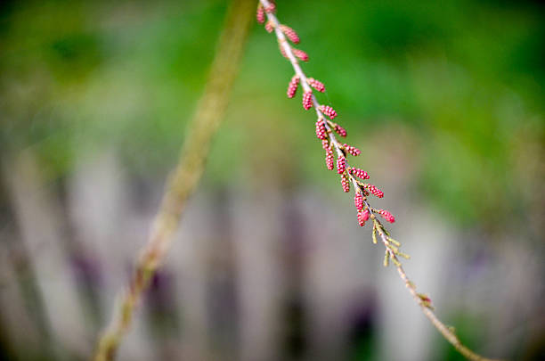istock tamarisk branch in bloom - tamarisk 534563370