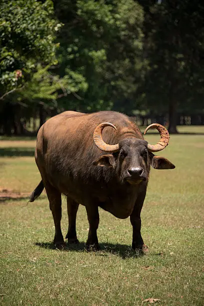 Photo of Water buffaloes are important farm animals