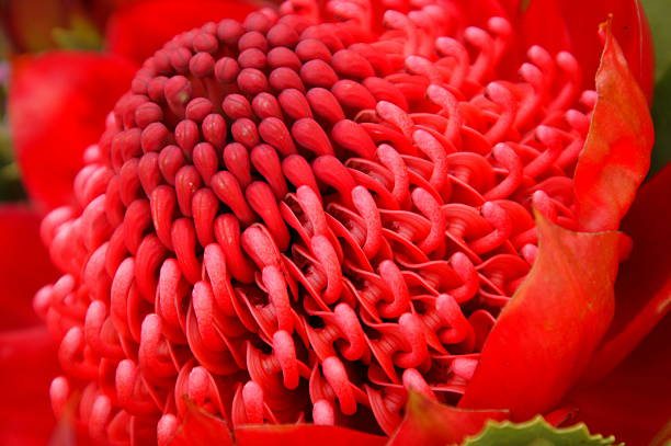 Red Waratah Close up of red Australian waratah  telopea stock pictures, royalty-free photos & images