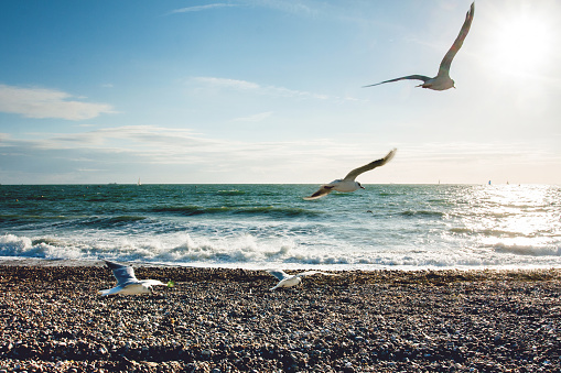 group of seagulls in flight on the seashore of Normandy
