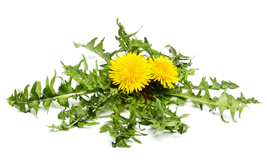 Dandelion flowers with leaves isolated on white background.