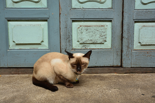 Sleepy Thai cat in front of an old house.